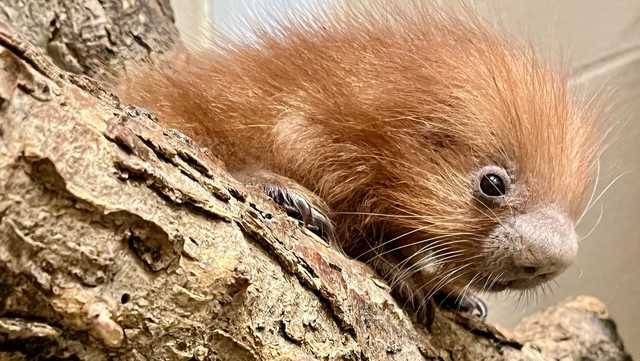 Lincoln Children's Zoo announces birth of prehensile