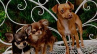 Mikey Madison Is a Proud Stage Mom to Chihuahuas Peaches, Birdie, and Jam