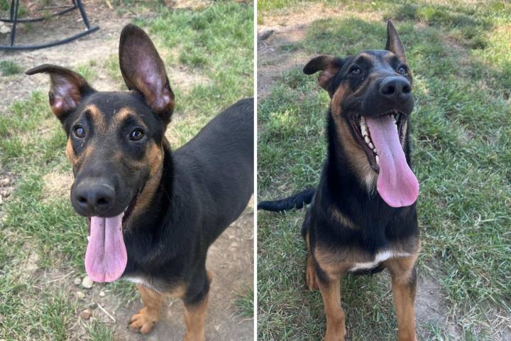 ALONZO is the Puppy with a Big Name and an Even Bigger Heart