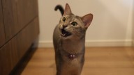 No es por hambre: qué significa que tu gato maulle todo el tiempo