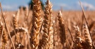 Estudian en Córdoba la mejora genética de cereales con líneas de alto valor aptas para celíacos
