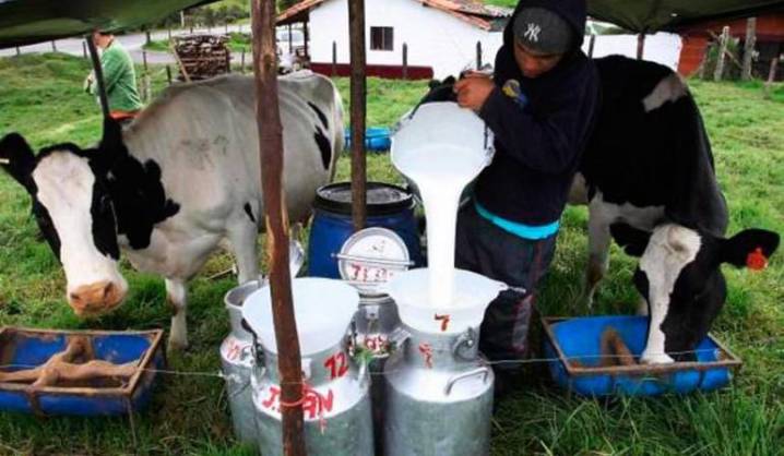Boyacá, uno de los lideres en generación de empleo ganadero y lácteo en Colombia