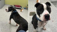Shock As Dog Gets Adopted And Returned To Indiana Shelter After Only One Day