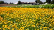 Edible flowers and late