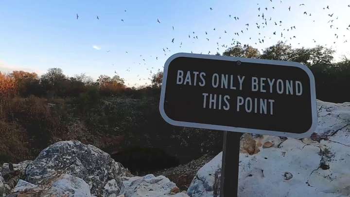 KSAT Explains: South Texas’ most beloved flying mammal has not always been valued