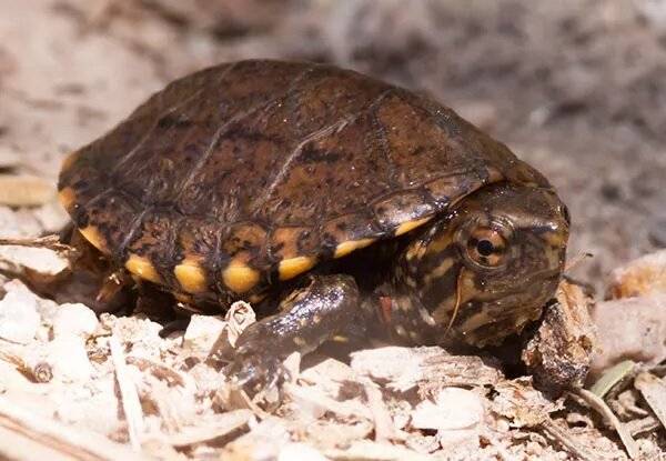 U.S. Fish and Wildlife Service seeks public comment on plan for endangered Arizona turtle