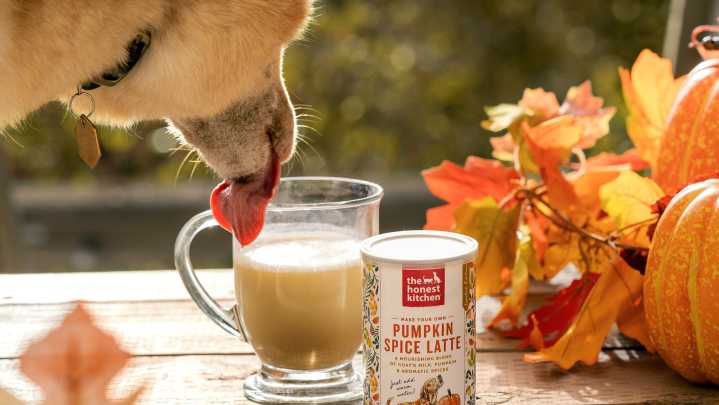 Where to buy a dog-friendly pumpkin spice latte this fall