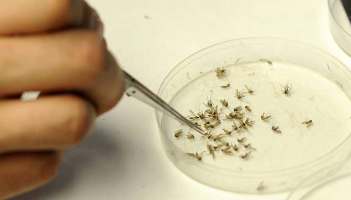 Chicago reports first human cases of West Nile virus for 2025