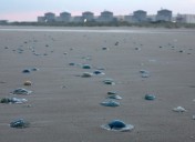 France restarts nuclear plant after jellyfish invasion