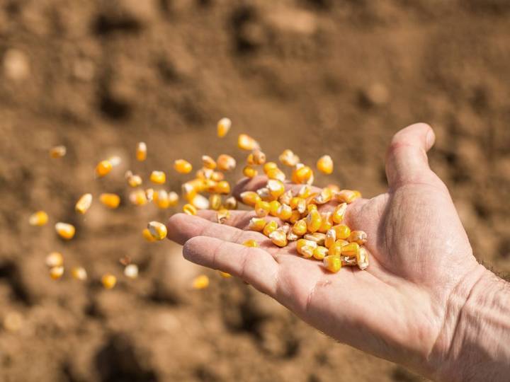 KERNELS OF WISDOM: The Guinness Book of World Records