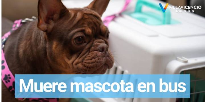 Mascota muere en un bus y la Supertransporte le formula cargos