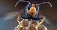 Householders warned 'keep windows shut' for rest of month as 'murder wasps' invade homes from today