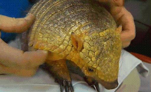 Study: The Number of Armadillos in Indiana is Growing