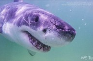 Great white sharks head north, following seals and alarming beachgoers