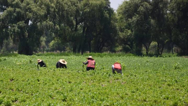 Están en actividades agrícolas mil 438 trabajadores tlaxcaltecas migrantes