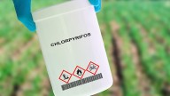Prenatal Exposure to Pesticide Linked to Brain Abnormalities