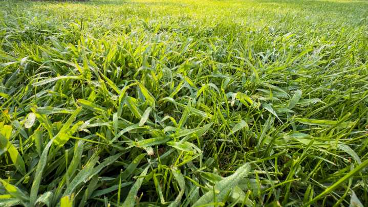 You're Making Crabgrass Even Worse With This Lawn Mowing Mistake