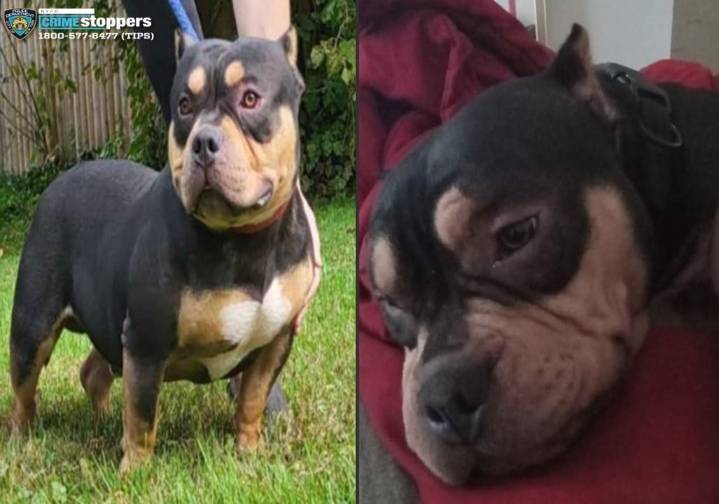 Thief steals sleeping man’s dog aboard Bronx subway train