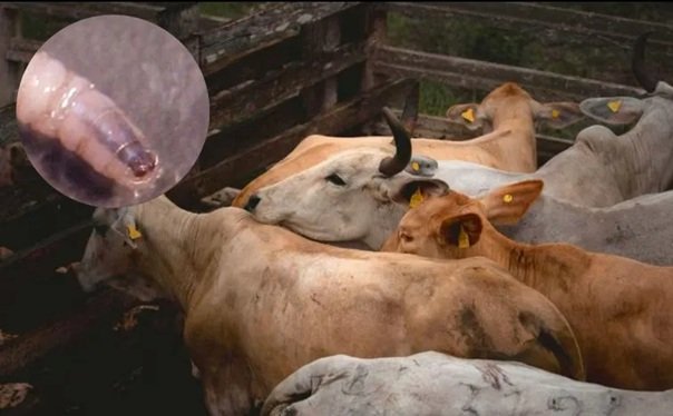 Así se alimenta el gusano barrenador de la carne viva de los mamíferos