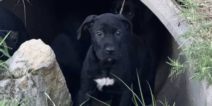Kansas Humane Society rescues 6 puppies from Wichita storm drain