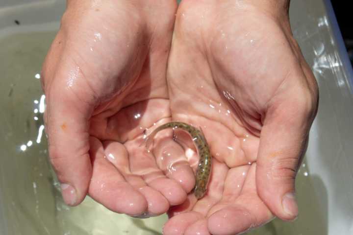 Oregon Department of Fish and Wildlife’s list of species at risk surpasses 300