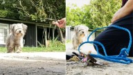 Texas Rescuer Left In Shock After Discovering The Terrible State Of This Poor Dog
