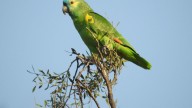 Córdoba declaró Monumentos Naturales Provinciales a ocho especies de fauna