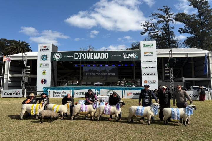 Ovinos. La genética de la raza Hampshire Down se lució en Venado Tuerto