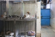 India's top court modifies earlier order to move stray dogs to shelters