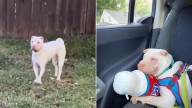 Dog Surrendered To Texas Shelter Struggled To Find Home, Then Everything Changed