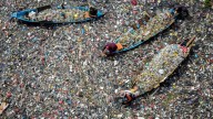 Habrá más mares de plásticos en los océanos