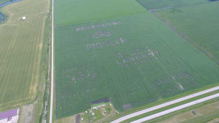Largest corn maze in world? Minnesota maze plants a whopper for 10th anniversary