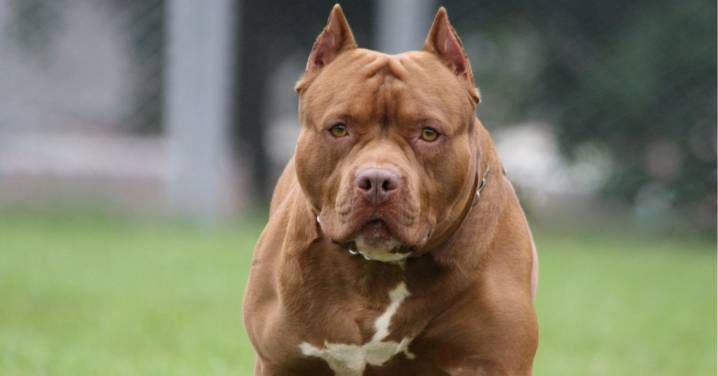 Niño de dos años murió en San Alberto luego de ser atacado por un perro pitbull