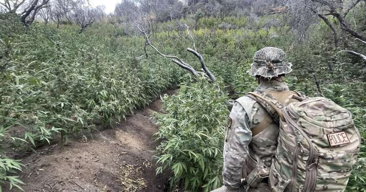 Huge marijuana farm spewing toxic chemicals is busted in Sequoia National Park