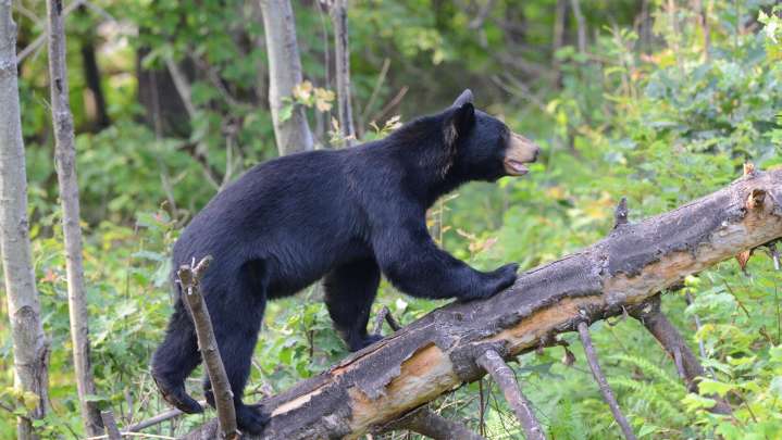 Black bears roam among us. How to safely coexist with them