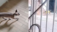 El País Denuncia: Presunto maltrato hacia mascotas en Cali reabre debate sobre la tenencia responsable de animales