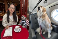New Yorkers are taking their dogs everywhere
