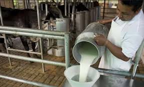 Productores de leche denuncian distorsiones en el precio: bajó en el campo, pero sigue alta en las ciudades
