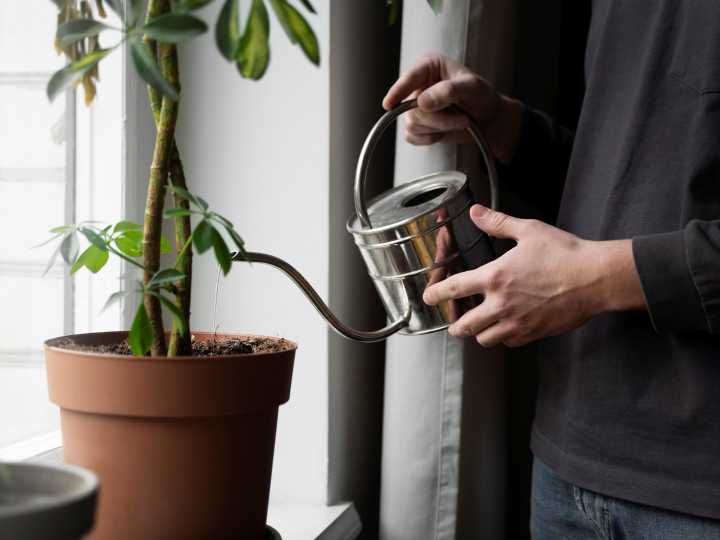 Secreto oculto de la jardinería: por qué se les pone papel de aluminio a las macetas