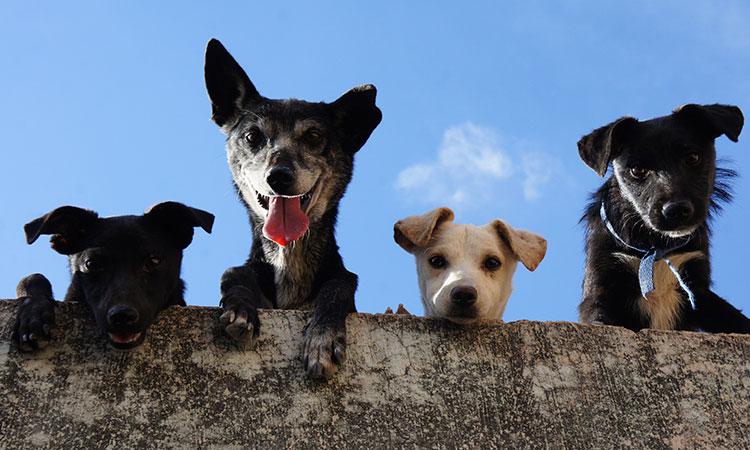 Cien historias de adopción en Vallarta; así cambia la vida de perros y gatos rescatados