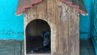 Futuro incierto del Centro de Bienestar Animal en Toluca por amparo ambiental