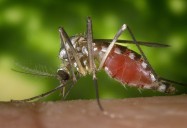 N.J. reports its 1st human case of West Nile virus of the year