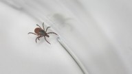 Why are we protecting dogs but not humans against epidemic Lyme disease?