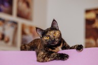 Dog Person Adopts Kitten, Quickly Discovers Key Difference: 'Help?'