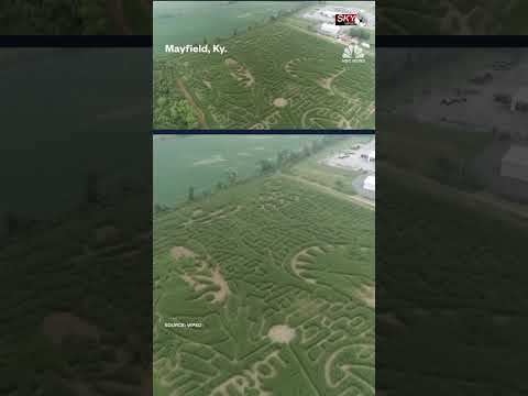 A-Maize-ing Farms honors ‘Jaws’ with corn maze design