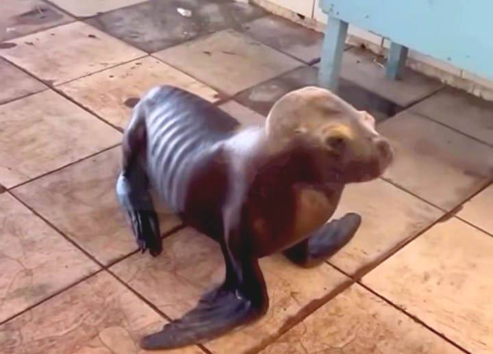 Lobito marino «en las costillas» sufre en Caleta de Coquimbo