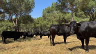 Los ataques de lobos y buitres al ganado madrileño dejan más de 100.000 euros en indemnizaciones en 2024