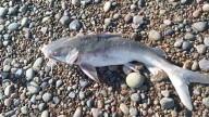 Patagonia: el 93% de los peces consumieron microplásticos