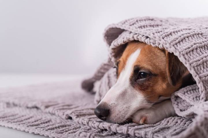 Animal shelters reporting uptick in rescues from people who are deported