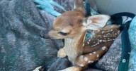 Is Louisiana law too hard on 'rescued' animals?